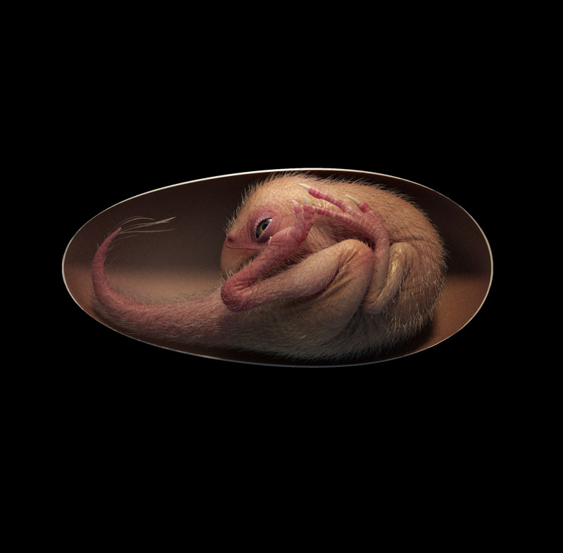 Scientists discover perfectly preserved dinosaur embryo preparing to hatch like a bird