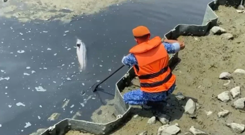 Civil Defence Force saves stranded dolphin in Melaka