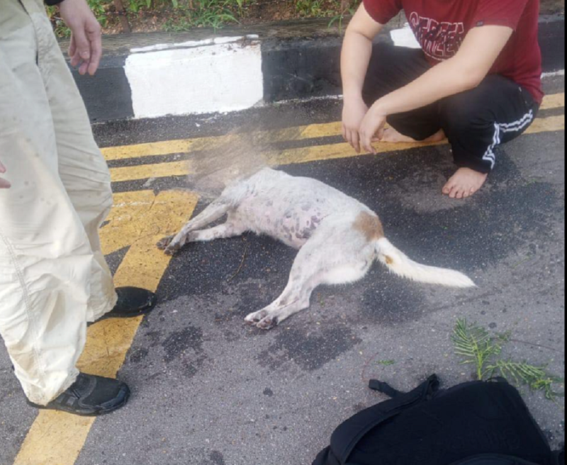 Dead animals at Penang Hill believed to be poisoned