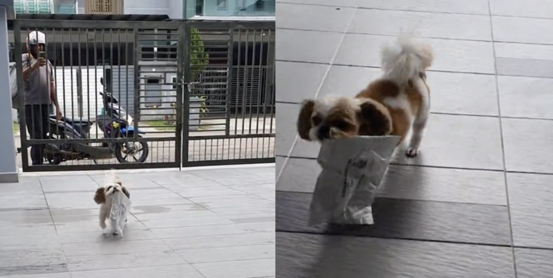 Dogs with jobs: hardworking parcel ‘middleman’ puppy wins over TikTok 