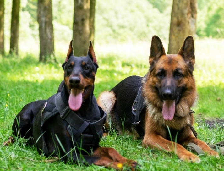 German Shepherds, Dobermans among  those on Kedah’s proposed list of banned dog breeds