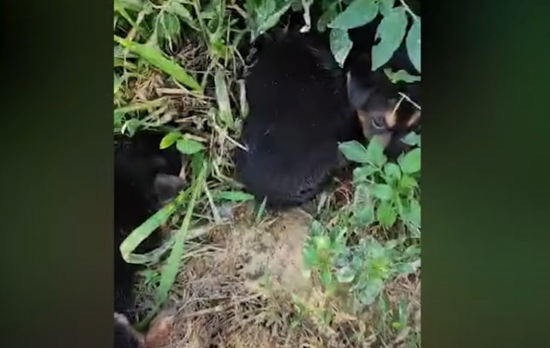 Mounting cries for action over discovery of dog carcasses in pit