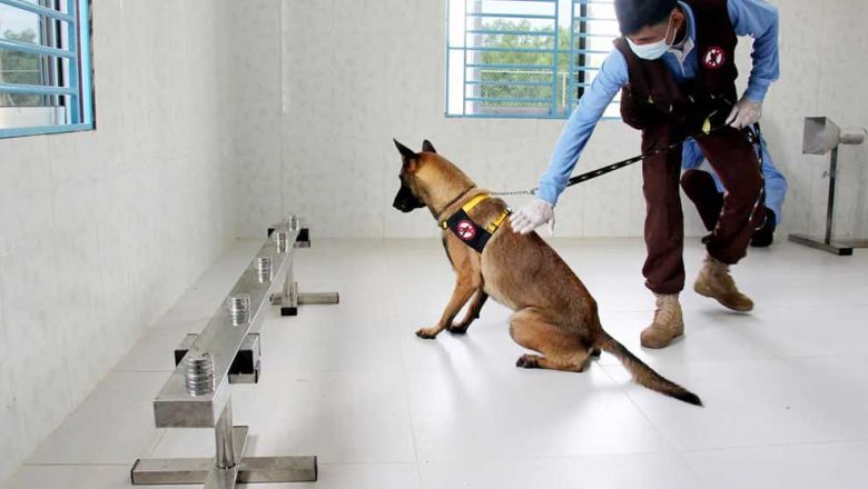 Good boy! Cambodia trains dogs to sniff out Covid-19