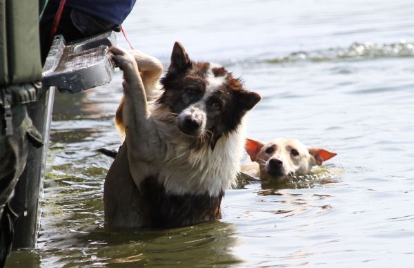 Do not forget the animals during floods, says group
