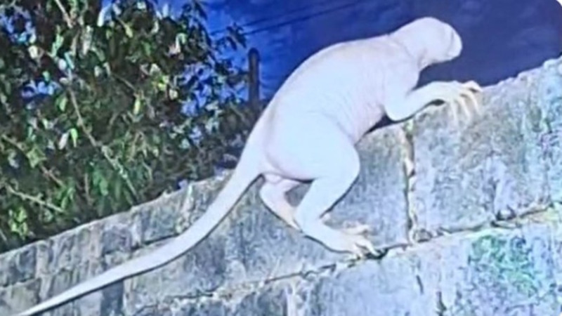 Strange creature spotted near US-Mexico border
