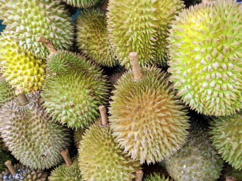 Durian prices won’t skyrocket this season: farmers