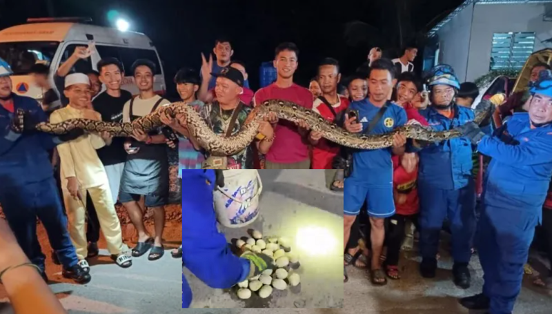 4.5-metre-long python along with 30 eggs captured in Kuching