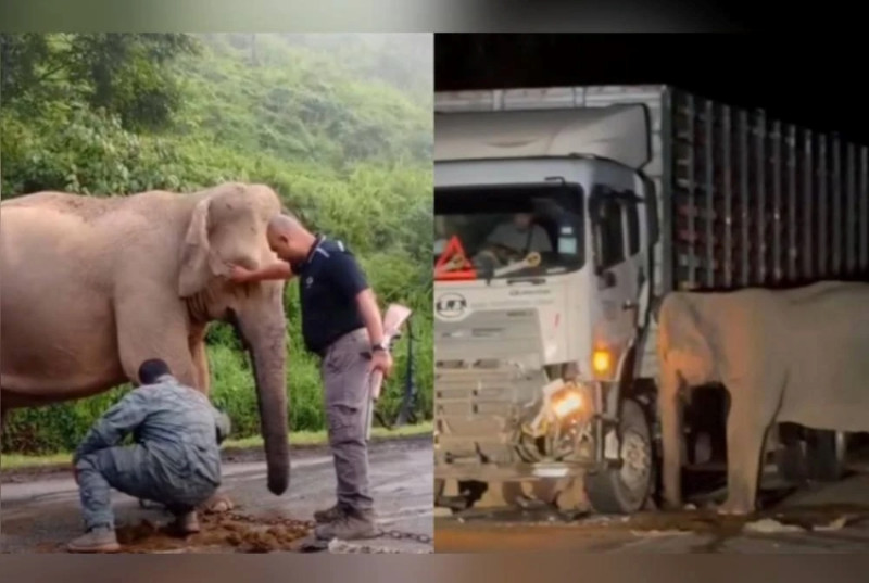 Elephant calf buried in ‘secret’ location - Perhilitan