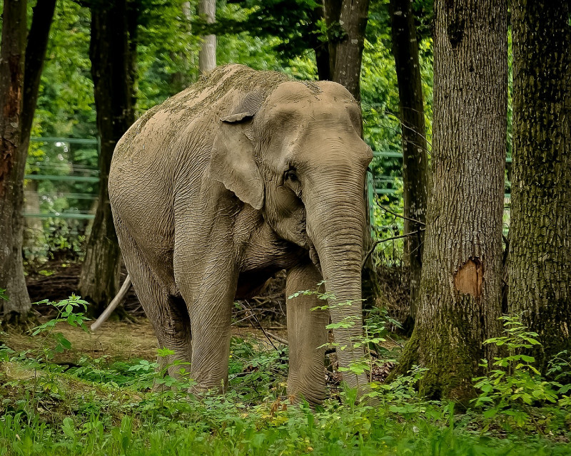Sabah to boost elephant conservation efforts with new sanctuary