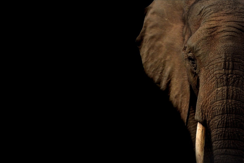 Sabah’s wildlife protection clause: Forgotten promise or delayed priority?