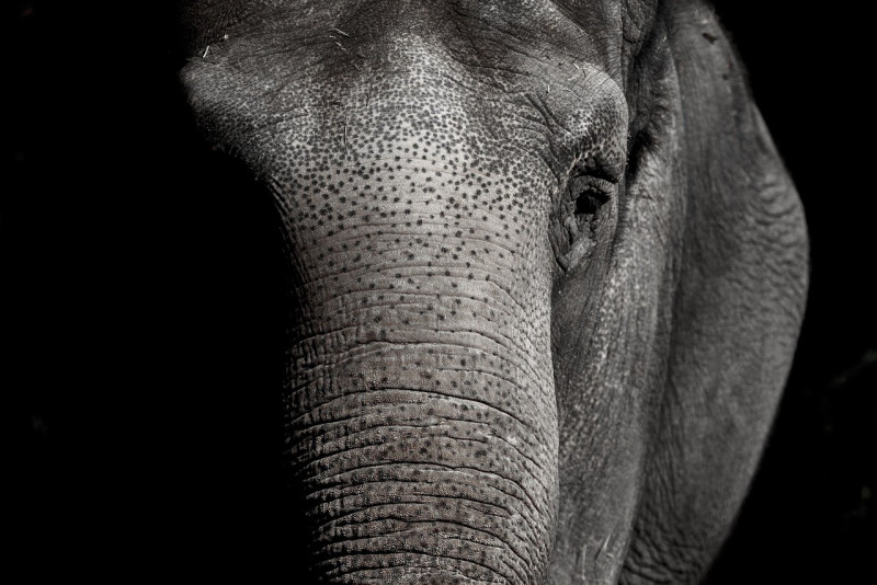 Shafie Apdal rejects privatisation of Sabah’s elephant sanctuary
