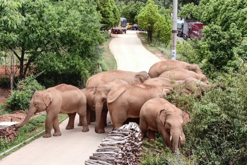 Lorries line roads to block wild elephants in China