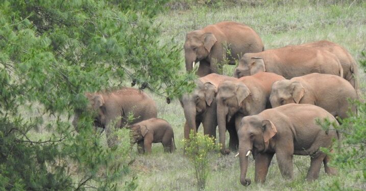 Injured baby elephant abandoned by rogue China herd saved
