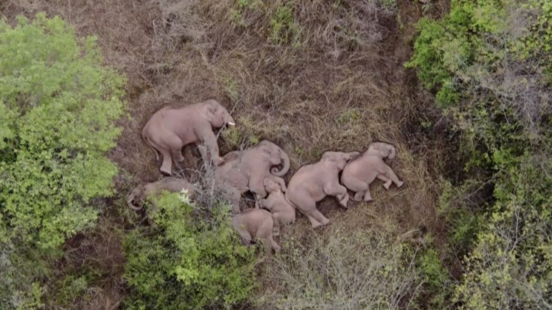 Heavy sleepers: elephants on epic trek take nap