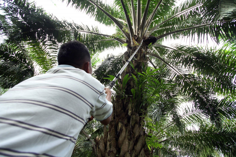 One-third of Sabah’s oil palm trees old, prompting call for mass replanting
