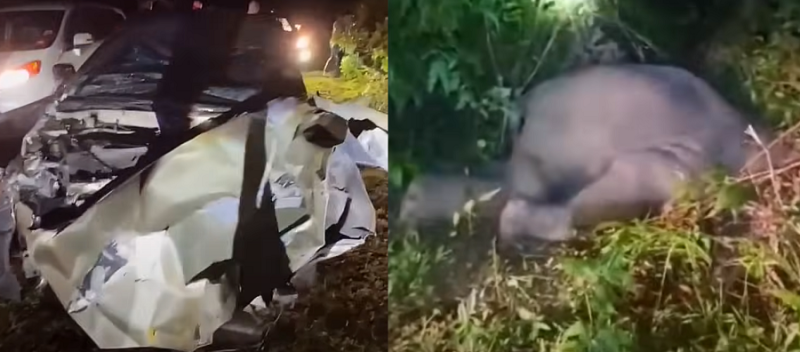 Driver injured after colliding with baby elephant on Nitar-Mersing Road