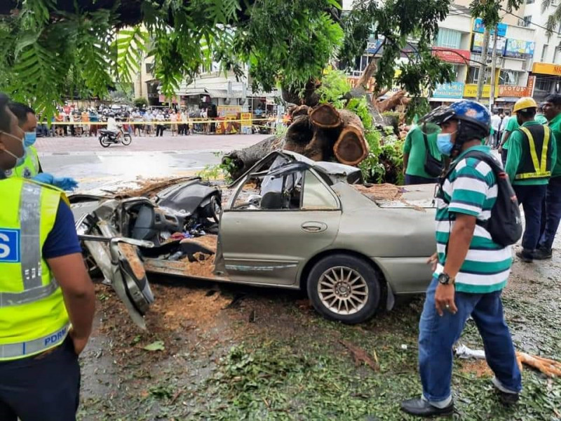 Family of man killed by uprooted tree have every right to sue: Penang exco