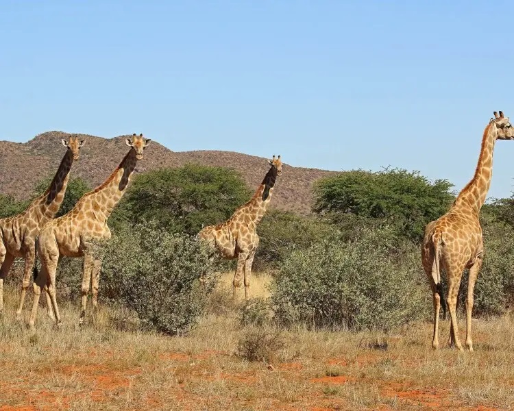 Toddler dies in rare giraffe attack in South Africa