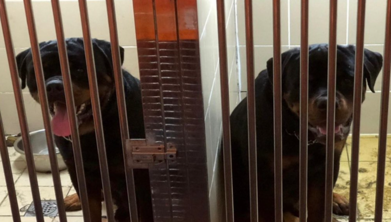 Kedah DVS euthanise Rottweilers that attacked five people