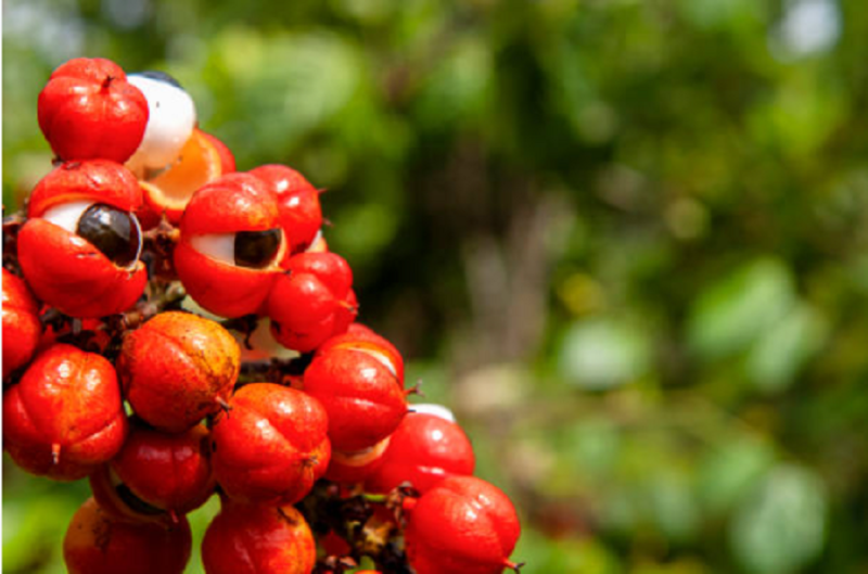 Guarana - Sabah's next 'new gold' crop