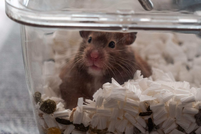 Only one Covid-19-positive hamster today in ongoing Hong Kong cull