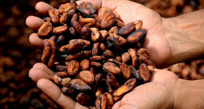 Sabah’s Ranau highland set to become regional cocoa powerhouse  