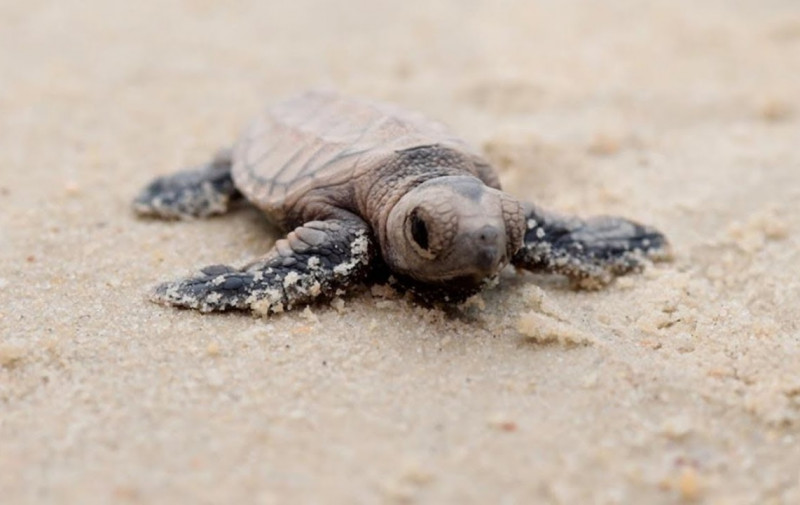 Good Samaritans rescue 46 baby turtles in Port Dickson