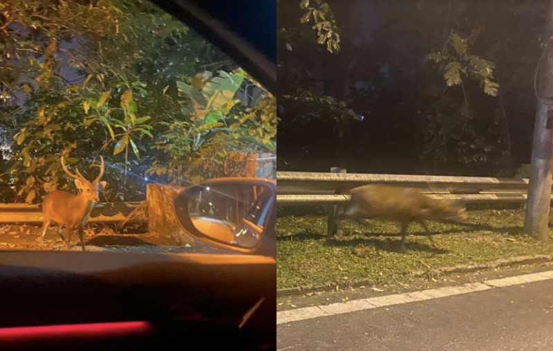 Oh deer! Residents, authorities on alert as animal flees Zoo Negara