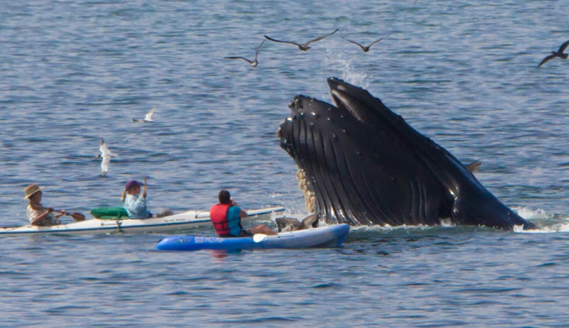 Whale of a tale: US fisherman says swallowed by humpback