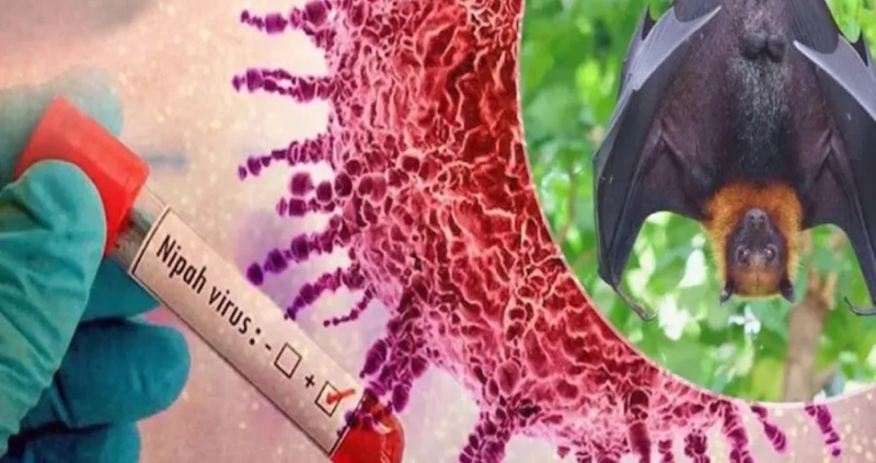 No new cases of Nipah virus reported in Malaysia so far - MOH