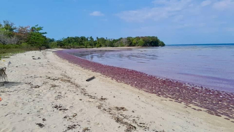 Blanket of red as tens of thousands of jellyfish washed ashore at KK beach