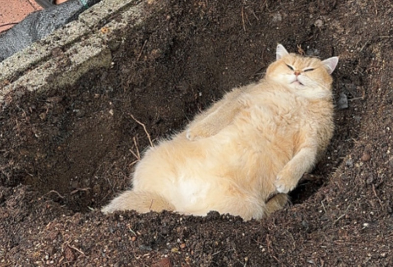 Popular cat 'Jellybean' is no more