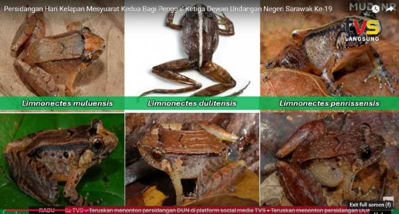 26 new frog species discovered in Sarawak during research projects