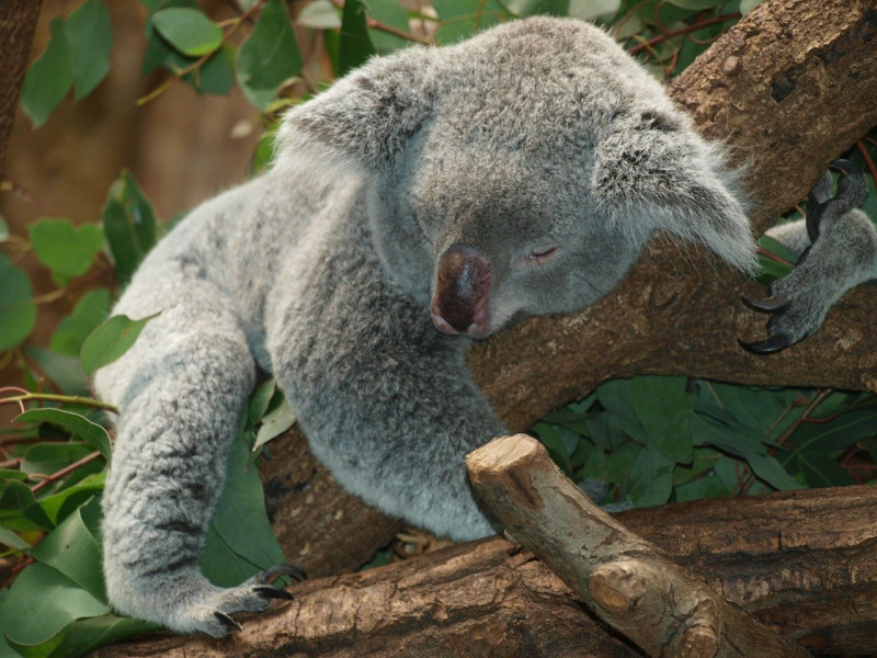 Australia warns koalas ‘endangered’ as numbers plunge 