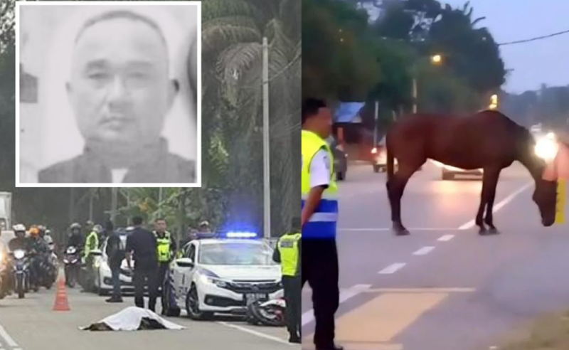 UiTM cleaner dies after colliding with horse