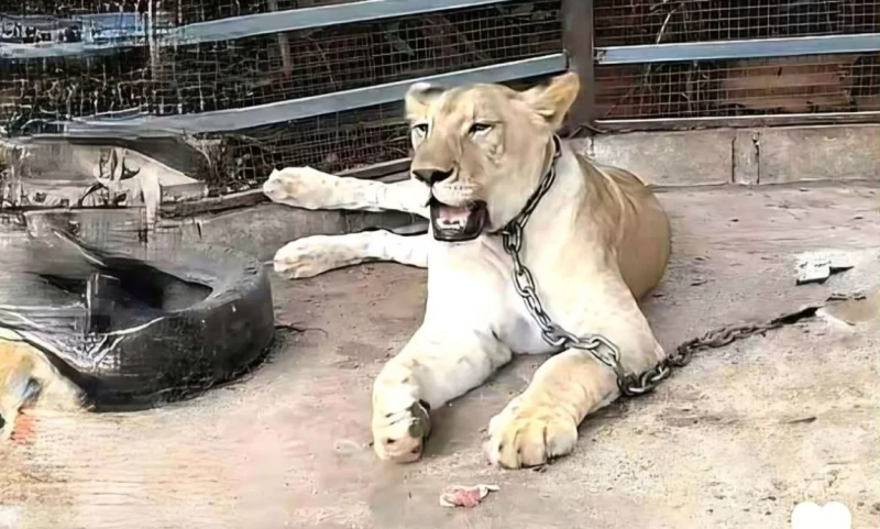 2 villagers attacked by lion that escaped from Thai influencer’s home