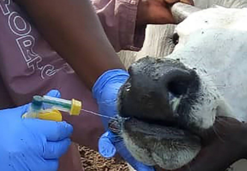 Indonesia begins vaccination against livestock foot-and-mouth disease