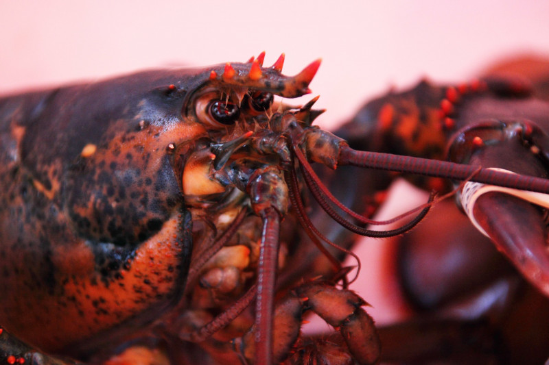 Aussie lobster sector claws back trade after China ban