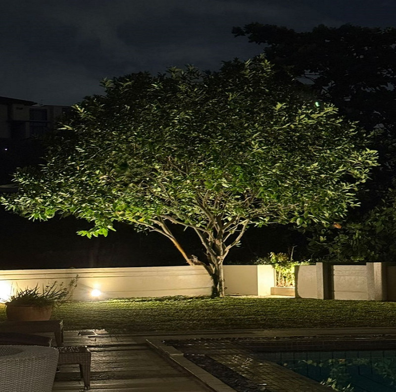 The sapling and the heart