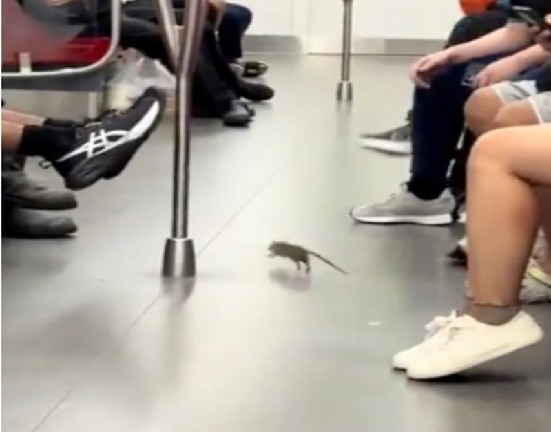 Rat spotted scurrying around on Singapore East-West Line MRT train (video)