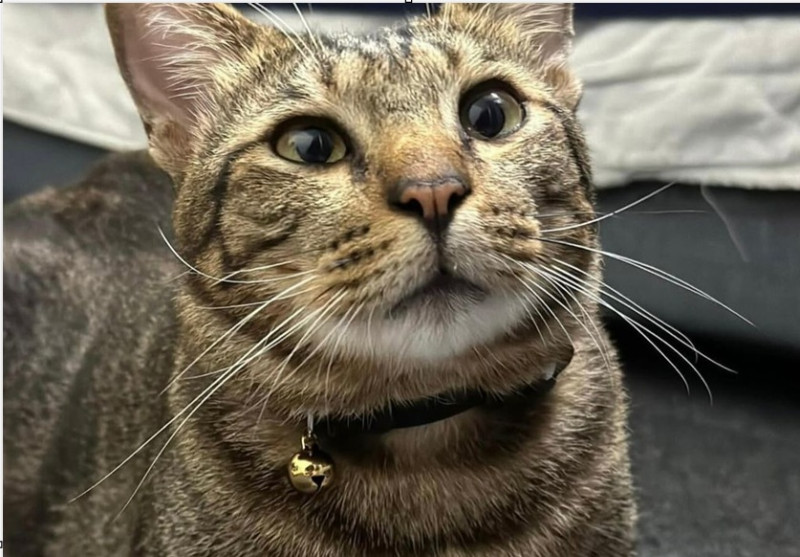 ‘Cat Burglar’ which once stole food now mascot for popular pet store chain