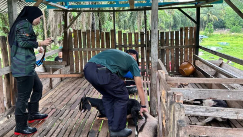 Eight goats believed to be killed by black panther in Lenggeng