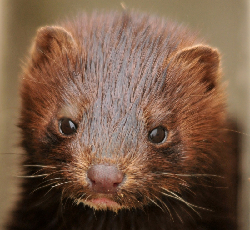 UK bans entry from Denmark after Covid-19 outbreaks on mink farms