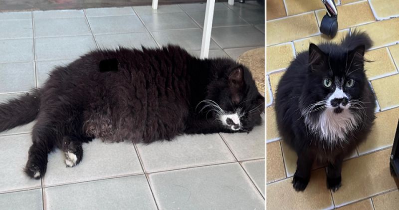 Misai - the Shell cat has been safely returned