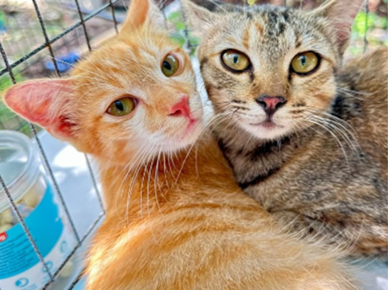 Melaka: Cat Supermarket joins hands with PPHM for cat adoption drive