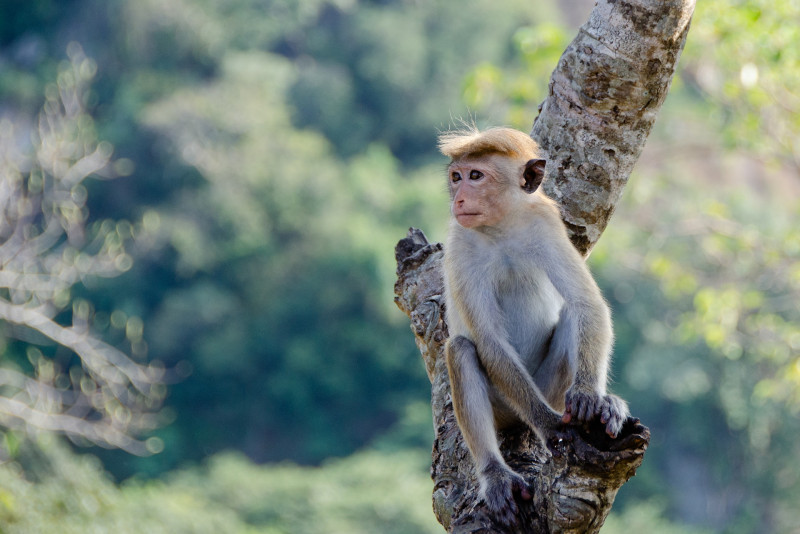 From macaques to crabs, wildlife faces threat from face masks