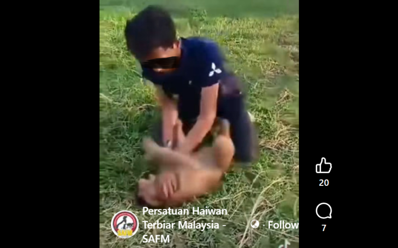 SAFM urges immediate action against man who abused monkey