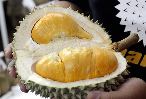 Sirim to implement Musang King durian certification in Perak