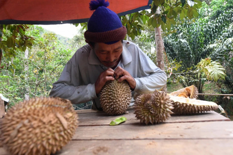 Raub council’s durian revenue plans bound to raise a stink – Terence Fernandez