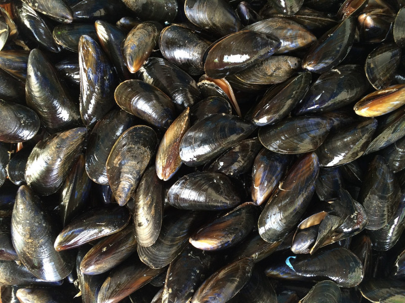 Italy seizes 900kg cocaine hidden in cargo of mussels
